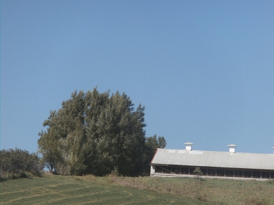 Hog-Confinement-Quick-Growing-Windbreak