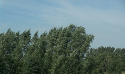 Hybrid-Willow-Fast-Growth-Hedge