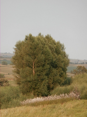 Hybrid-Willow-Windbreaks