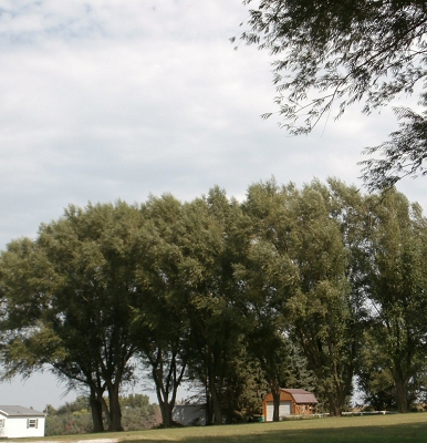 Quick-Growing-Shade-Trees
