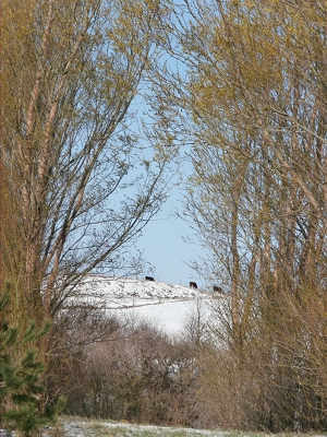 Windbreak-Willows-Cattle